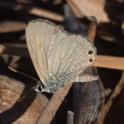 Nacaduba biocellata (Double-spotted Blue).jpg